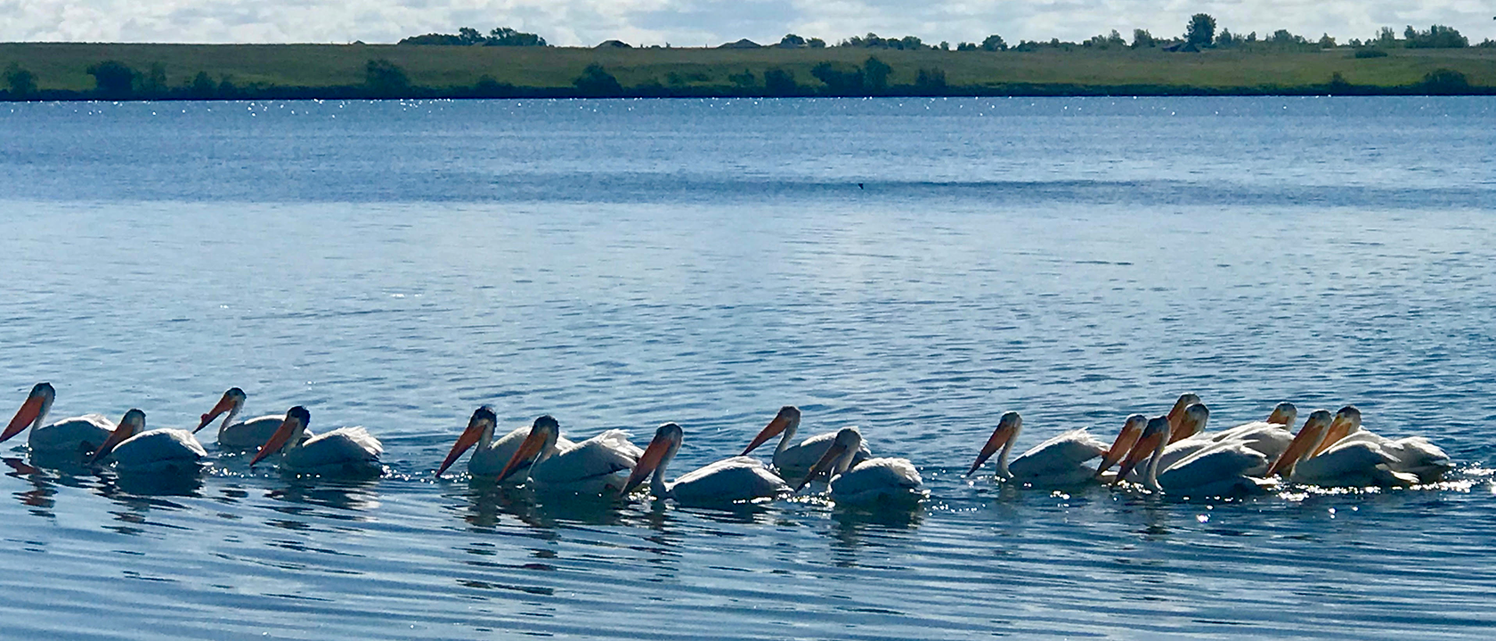 Peaceful Pelicans on Blackstrap Lake